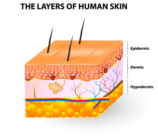 traversal cut of the skin showing the structure of the epidermis, dermis and hypodermis 
